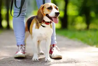 Pet Walk Area
